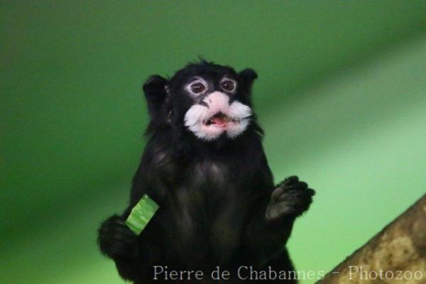 Moustached tamarin
