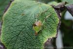 Malaysian leaf katydid