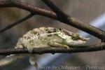 Green-eared chameleon