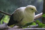 White imperial-pigeon