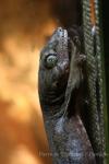 Ternate giant gecko