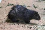 Philippine porcupine
