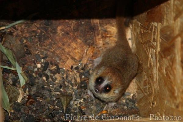 Goodman's mouse-lemur