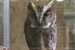 Luzon lowland scops-owl