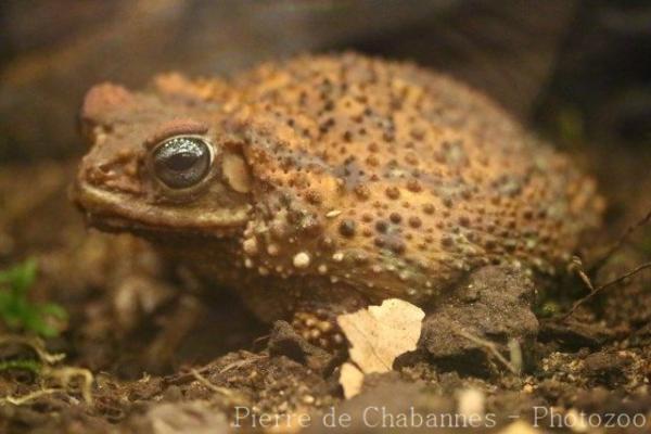 Cuban small-eared toad