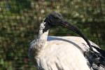 Australian ibis