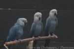 Spix's macaw