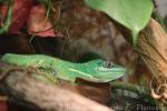 Western giant anole