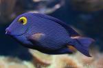 Spotted surgeonfish