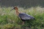 Black-faced ibis