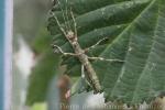 Insular spiny stick-insect