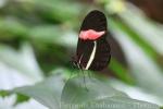 Crimson-patched longwing