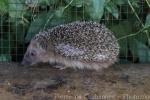 Western European hedgehog