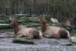 Rocky mountain elk