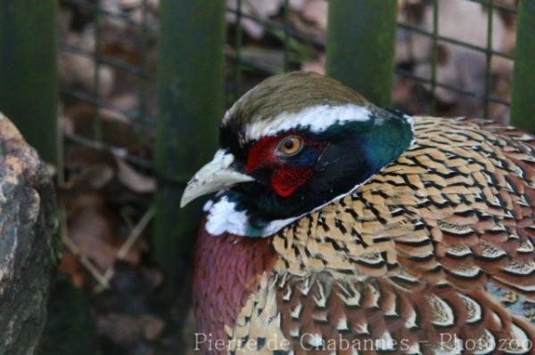 Ring-necked pheasant