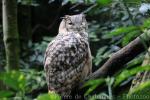 Rock eagle-owl