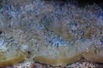 Blue upside-down jellyfish