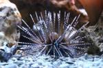 Double-spined urchin
