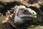 Lesser Antillean iguana