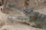 Slender-snouted crocodile