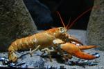 California spiny-lobster