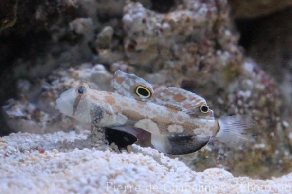 Twinspot goby