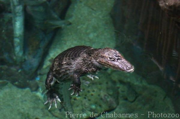Cuvier's smooth-fronted caiman