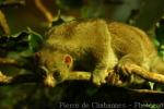 West African potto