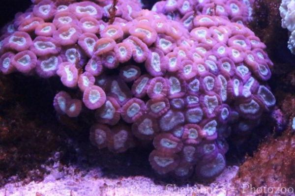 Candy cane coral