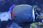 Redtail butterflyfish