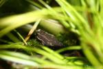 Hoogmoed's stubfoot toad