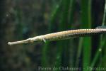 Long-snouted pipefish