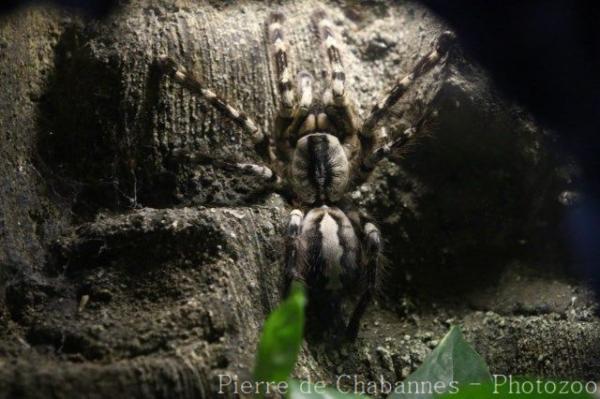 Indian ornamental tarantula