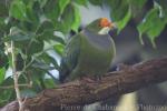 Orange-fronted fruit-dove