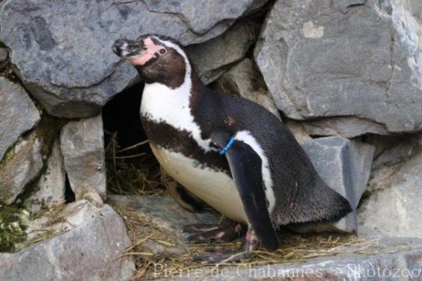 Humboldt's penguin