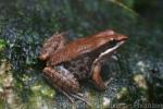 Siam stream frog