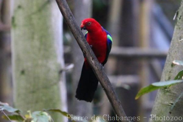Papuan king-parrot
