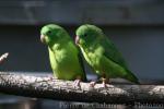Green-rumped parrotlet