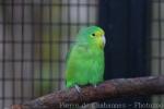 Turquoise-winged parrotlet