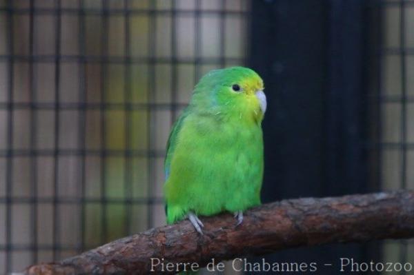 Turquoise-winged parrotlet