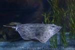 Spiny butterfly-ray