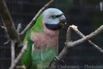 Moustached parakeet