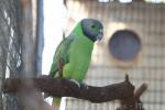Emerald-collared parakeet