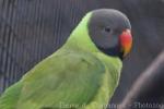 Slaty-headed parakeet