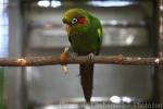 Sulphur-winged parakeet