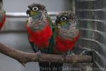 Crimson-bellied parakeet