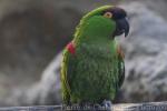 Maroon-fronted parrot