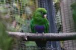 Blue-bellied parrot