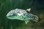 Spotted green pufferfish