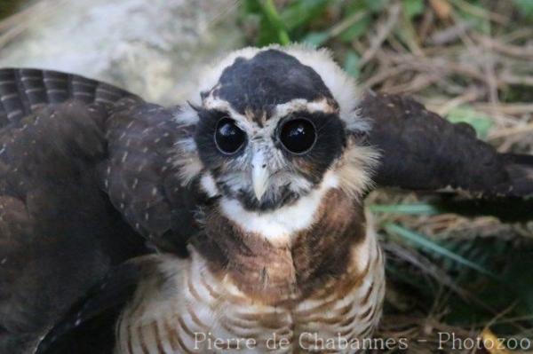 Band-bellied owl